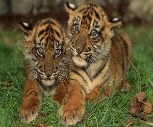 пазл Молодые тигры